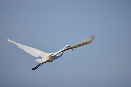 Great White Egret Egretta alba in flight on a sunny summer dayの写真素材