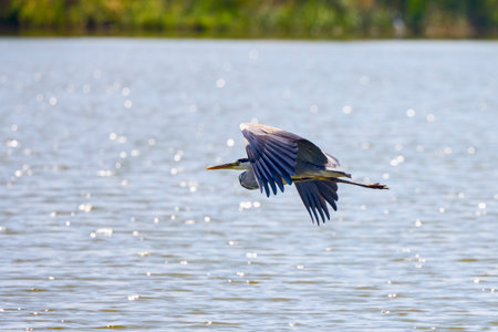 Beautiful Grey heron, Ardea cinerea, in flightの写真素材