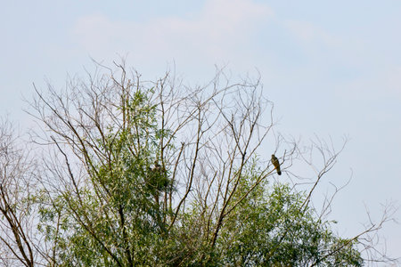 a hawk sitting on the branches of a tree near the nest with chicksの写真素材