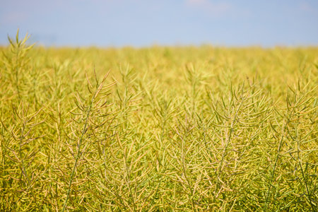 close up of the pods of a rapeseed plantの写真素材
