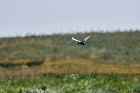 Common Tern Sterna hirundo in a typical coastal habitatの写真素材