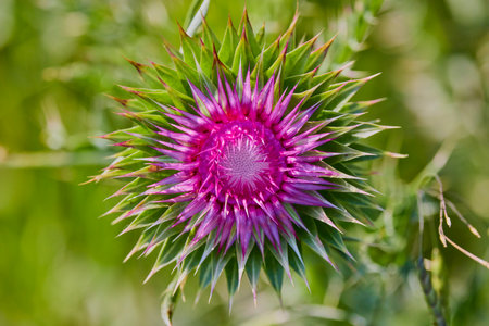 Beautiful bright flower thistle. Selective focus, space in the zone blurring compositions for the production of advertising.の写真素材