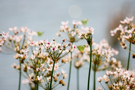 Butomus umbellatus grows near the waterの写真素材