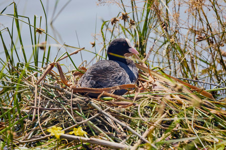 An American Coot sitting on a nest of reedsの写真素材
