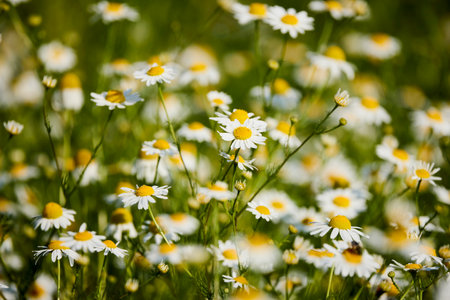 Field of daisy flowers. Chamomile in the field. White flowers on a background of green plants.の写真素材