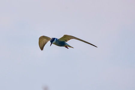 Common Tern Sterna hirundo in a typical coastal habitatの写真素材
