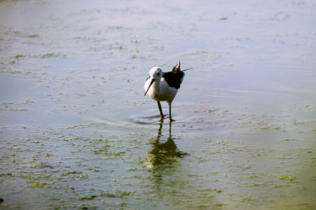 Himantopus himantopus on a lake on a sunny summer dayの写真素材