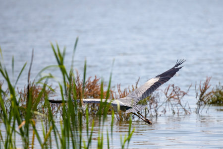 Beautiful Grey heron, Ardea cinerea, in flightの写真素材