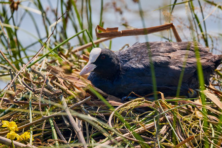 An American Coot sitting on a nest of reedsの写真素材