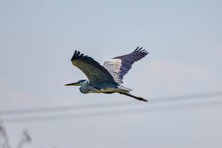 Beautiful Grey heron, Ardea cinerea, in flightの写真素材