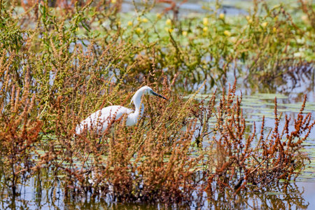 A nice prototypical image of a white egret in tall grass on the shore.の写真素材
