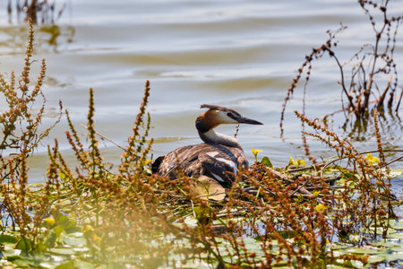 Great crested grebe - Podiceps cristatus, standing on nestの写真素材