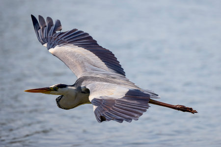 Beautiful Grey heron, Ardea cinerea, in flightの写真素材
