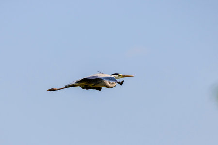 Beautiful Grey heron, Ardea cinerea, in flightの写真素材