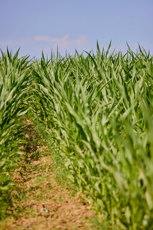 a green cornfield, agricultural fieldの写真素材