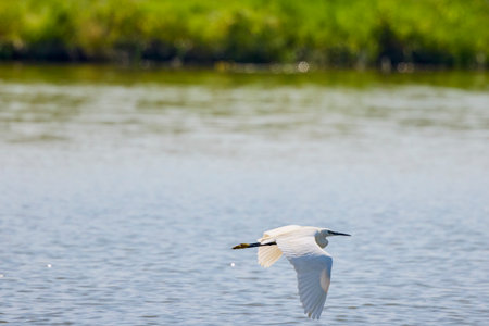 Great White Egret Egretta alba in flight on a sunny summer dayの写真素材
