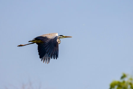 Beautiful Grey heron, Ardea cinerea, in flightの写真素材