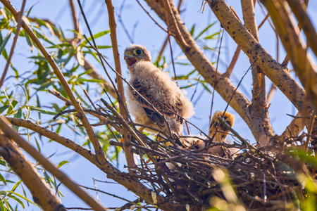 baby hawk in a nest in a treeの写真素材
