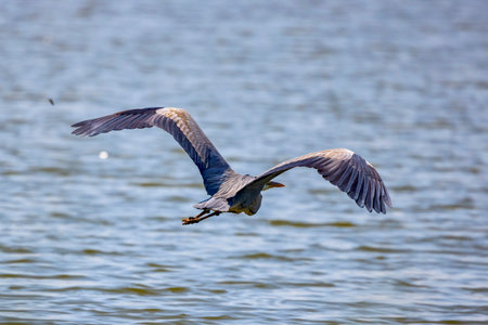 Beautiful Grey heron, Ardea cinerea, in flightの写真素材