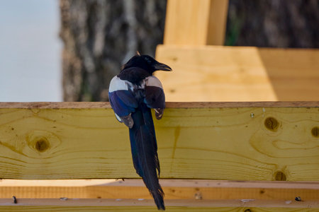 a magpie sitting on a wooden fenceの写真素材