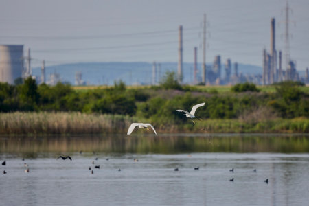 image from a lake near a city with pelicans and other birdsの写真素材