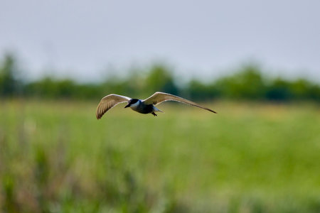 Common Tern Sterna hirundo in a typical coastal habitatの写真素材