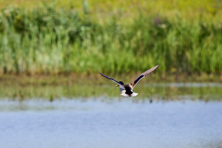 wild ducks in flight in the skyの写真素材