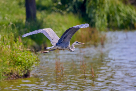 Beautiful Grey heron, Ardea cinerea, in flightの写真素材