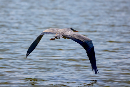 Beautiful Grey heron, Ardea cinerea, in flightの写真素材