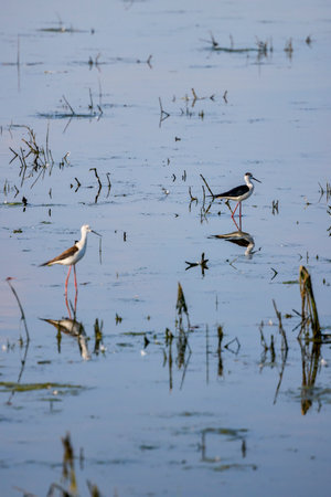 Himantopus himantopus on a lake on a sunny summer dayの写真素材