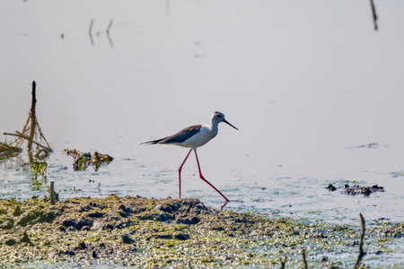 Himantopus himantopus on a lake on a sunny summer dayの写真素材