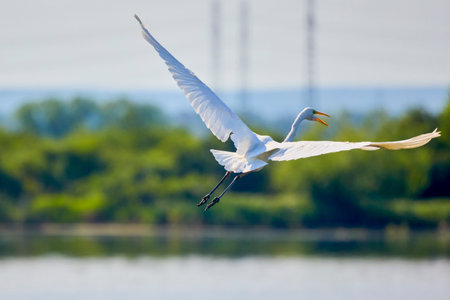 Great White Egret Egretta alba in flight on a sunny summer dayの写真素材