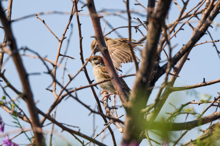 a pair of sparrows in a treeの写真素材
