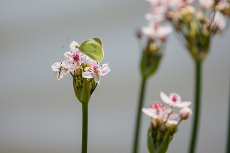 Butomus umbellatus grows near the waterの写真素材