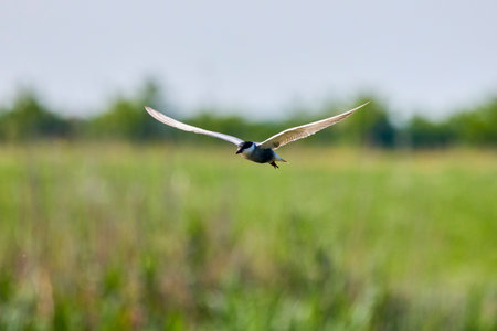 Common Tern Sterna hirundo in a typical coastal habitatの写真素材