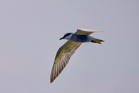 Common Tern Sterna hirundo in a typical coastal habitatの写真素材