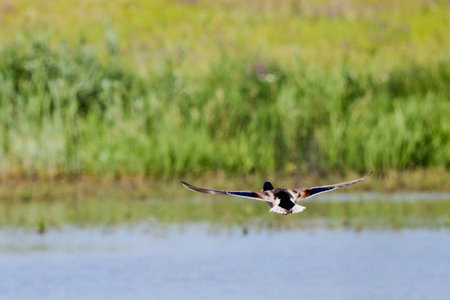wild ducks in flight in the skyの写真素材