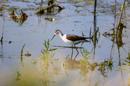 Himantopus himantopus on a lake on a sunny summer dayの写真素材