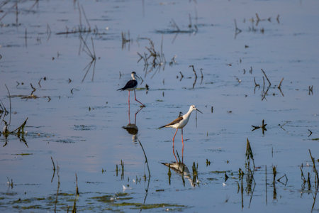 Himantopus himantopus on a lake on a sunny summer dayの写真素材