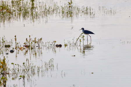 Himantopus himantopus on a lake on a sunny summer dayの写真素材