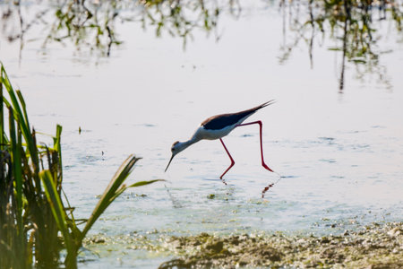Himantopus himantopus on a lake on a sunny summer dayの写真素材