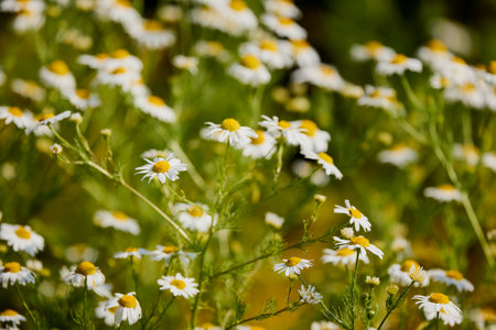 Field of daisy flowers. Chamomile in the field. White flowers on a background of green plants.の写真素材