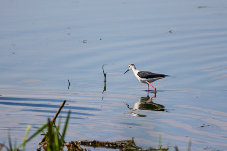 Himantopus himantopus on a lake on a sunny summer dayの写真素材