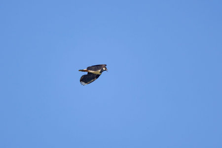 (Vanellus vanellus) in flight in the sky