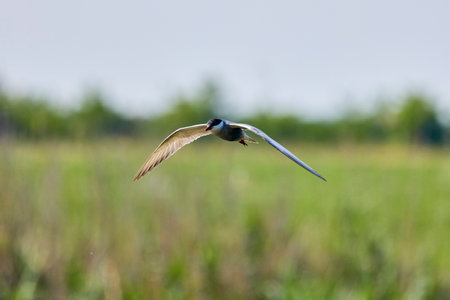 Common Tern Sterna hirundo in a typical coastal habitatの写真素材
