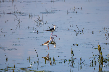 Himantopus himantopus on a lake on a sunny summer dayの写真素材