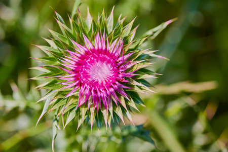 Beautiful bright flower thistle. Selective focus, space in the zone blurring compositions for the production of advertising.の写真素材