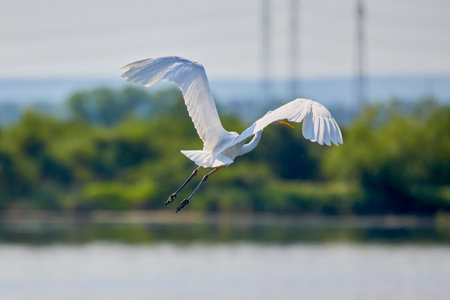 Great White Egret Egretta alba in flight on a sunny summer dayの写真素材