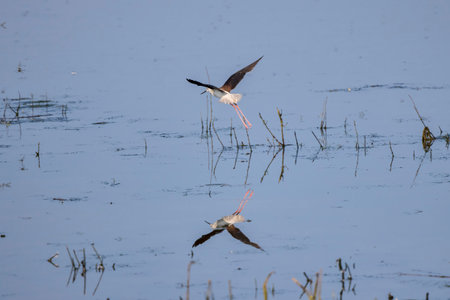 Himantopus himantopus in flight on a sunny summer dayの写真素材
