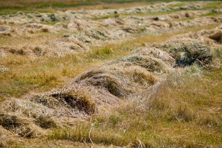 a grass field with piles of mowed grassの写真素材